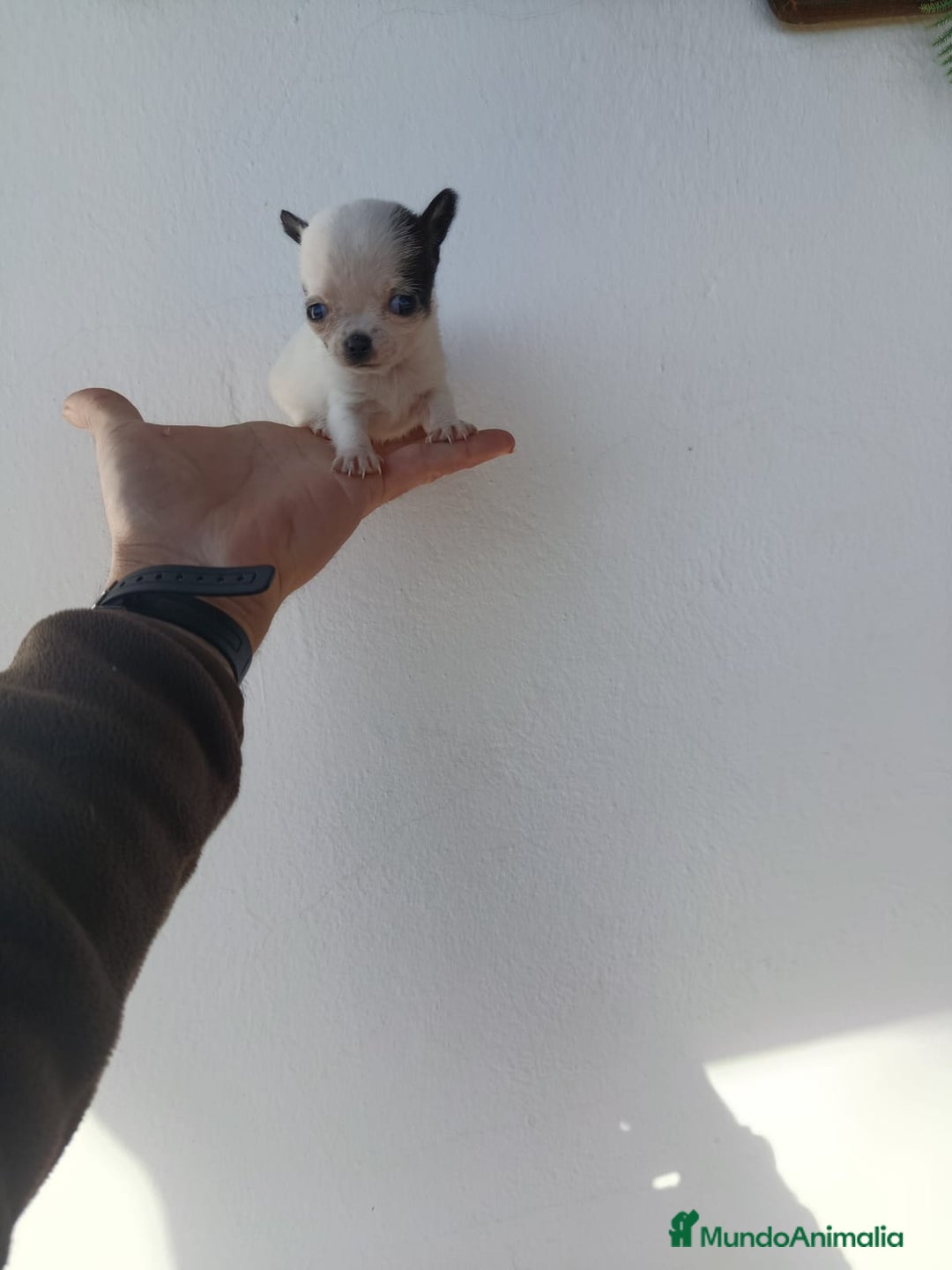 Chihuahua perros en venta: IMPRESIONANTE  CHIHUAHUA   LINEA  TOY   - Anuncio 28