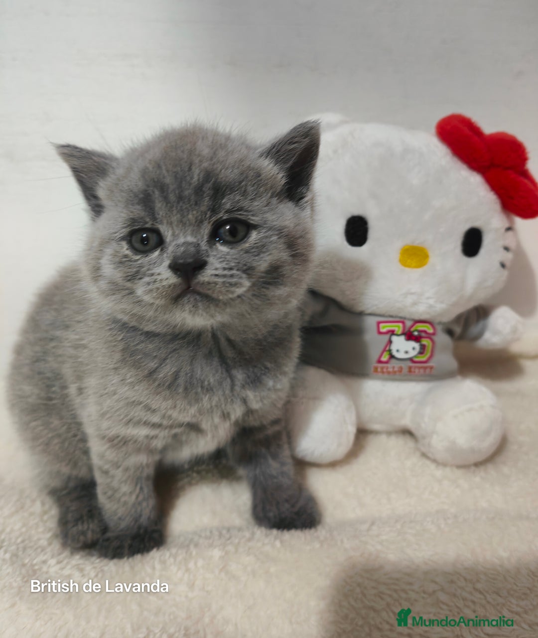 Británico de Pelo Corto gatos en venta: Gata British shorthair blue - Imagen 1