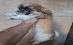 Pekinés perros en venta: Pequines  - Anuncio 7