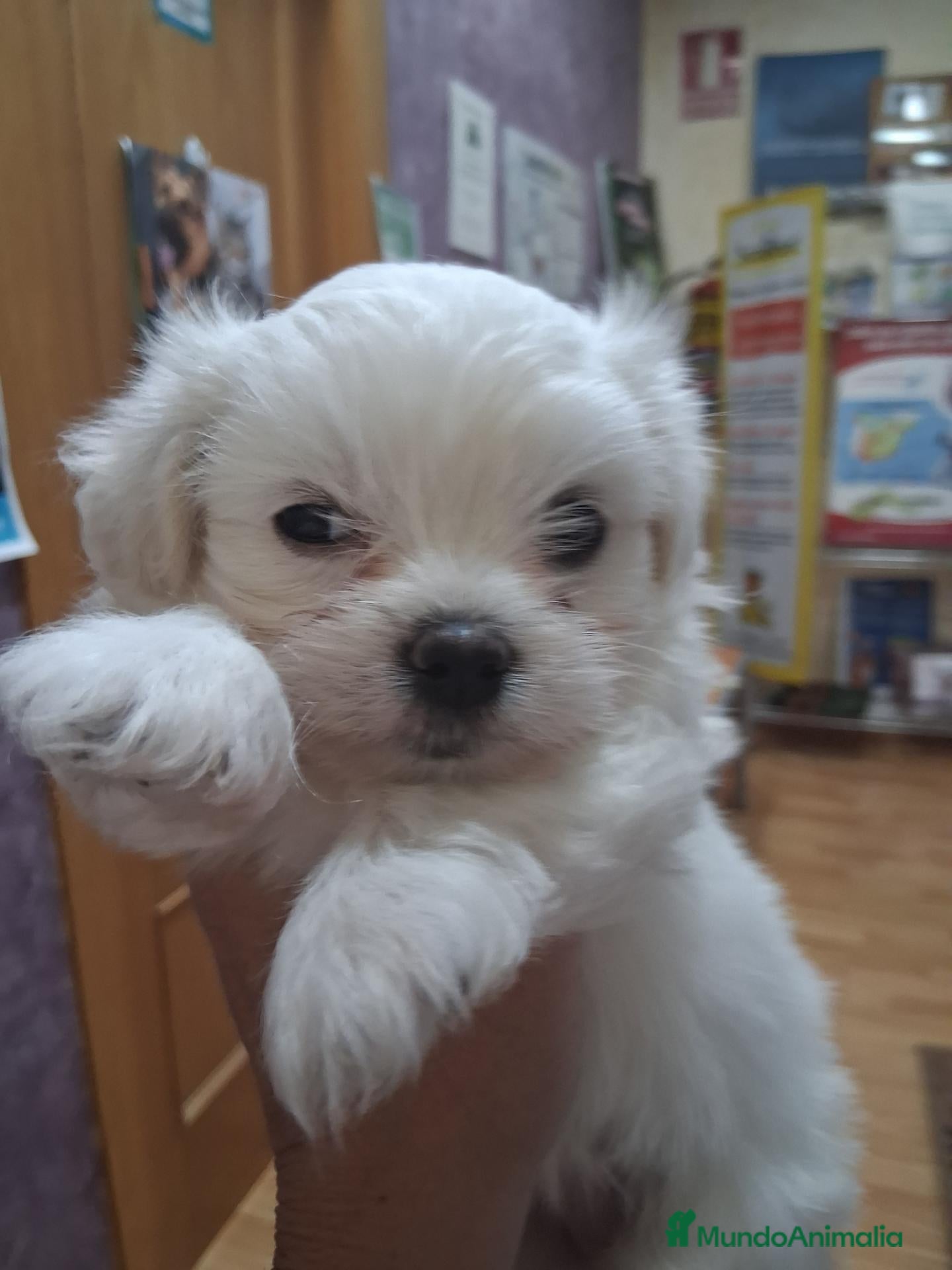 Bichón Maltés perros Bichoncitos Adorables - Anuncio 2