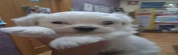 Bichón Maltés perros en venta: Bichoncitos Adorables - Anuncio 2