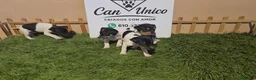 Ratonero Bodeguero Andaluz perros en venta: Bodeguero Andaluz-Calidad, seriedad y seguimiento - Anuncio 2