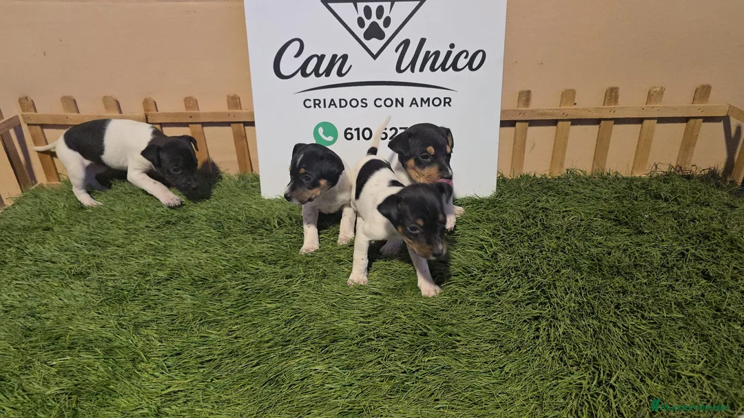 Ratonero Bodeguero Andaluz perros en venta: Bodeguero Andaluz-Calidad, seriedad y seguimiento - Anuncio 2