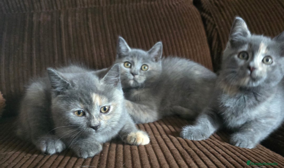 Británico de Pelo Corto gatos en venta: Gatcot.com - Imagen 1