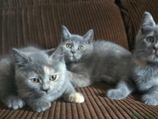 Británico de Pelo Corto gatos - Anuncio 1