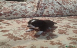 Chihuahua perros en venta: Hembra chihuahua  - Imagen 5