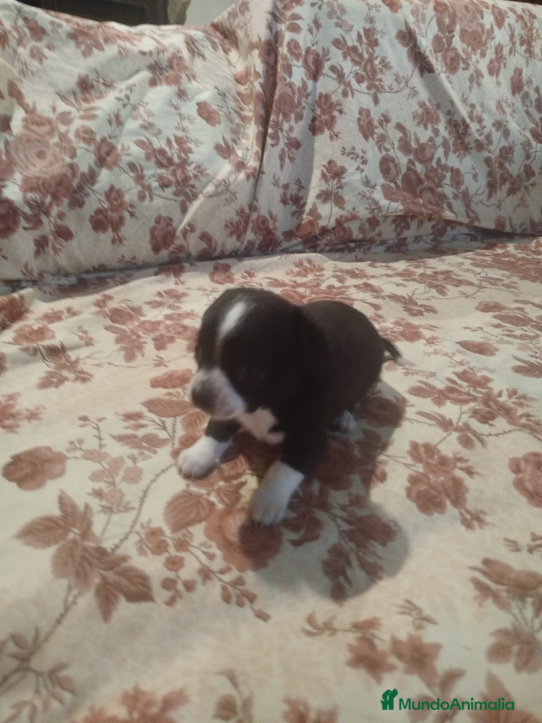 Chihuahua perros en venta: Hembra chihuahua  - Imagen 5