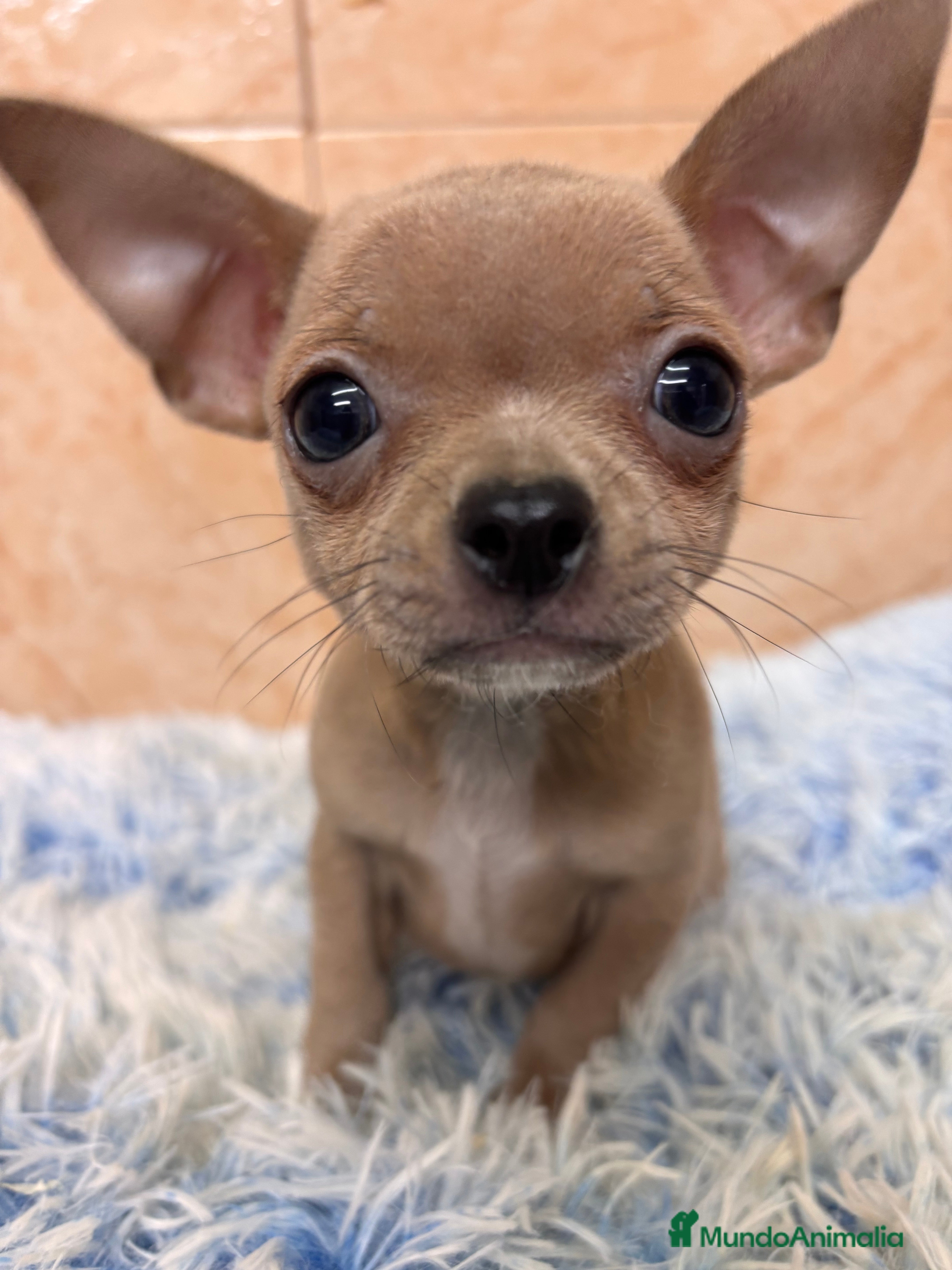 Chihuahua perros CHIHUAHUAS - Anuncio 1