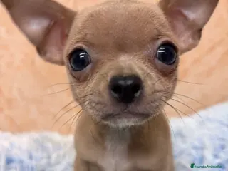 Chihuahua perros CHIHUAHUAS - Anuncio 1