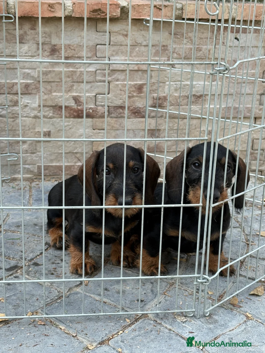 Teckel Miniatura perros en venta: Cachorros teckel pelo duro  - Anuncio 9