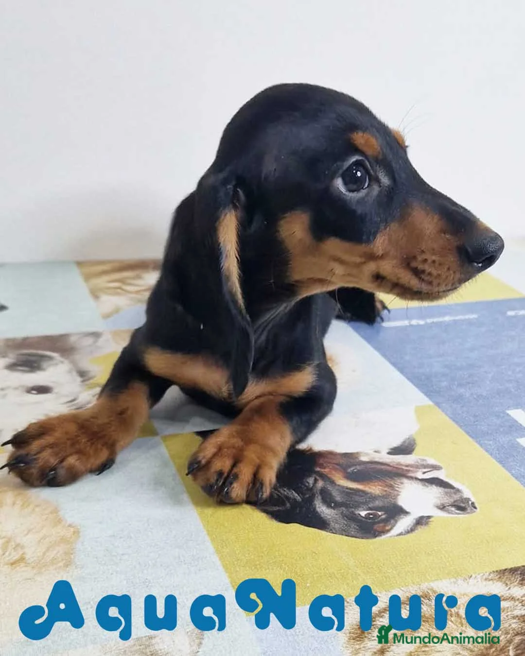 Teckel perros en venta: Teckel Hembra 0052 - AQUANATURA en Barcelona - Anuncio 12