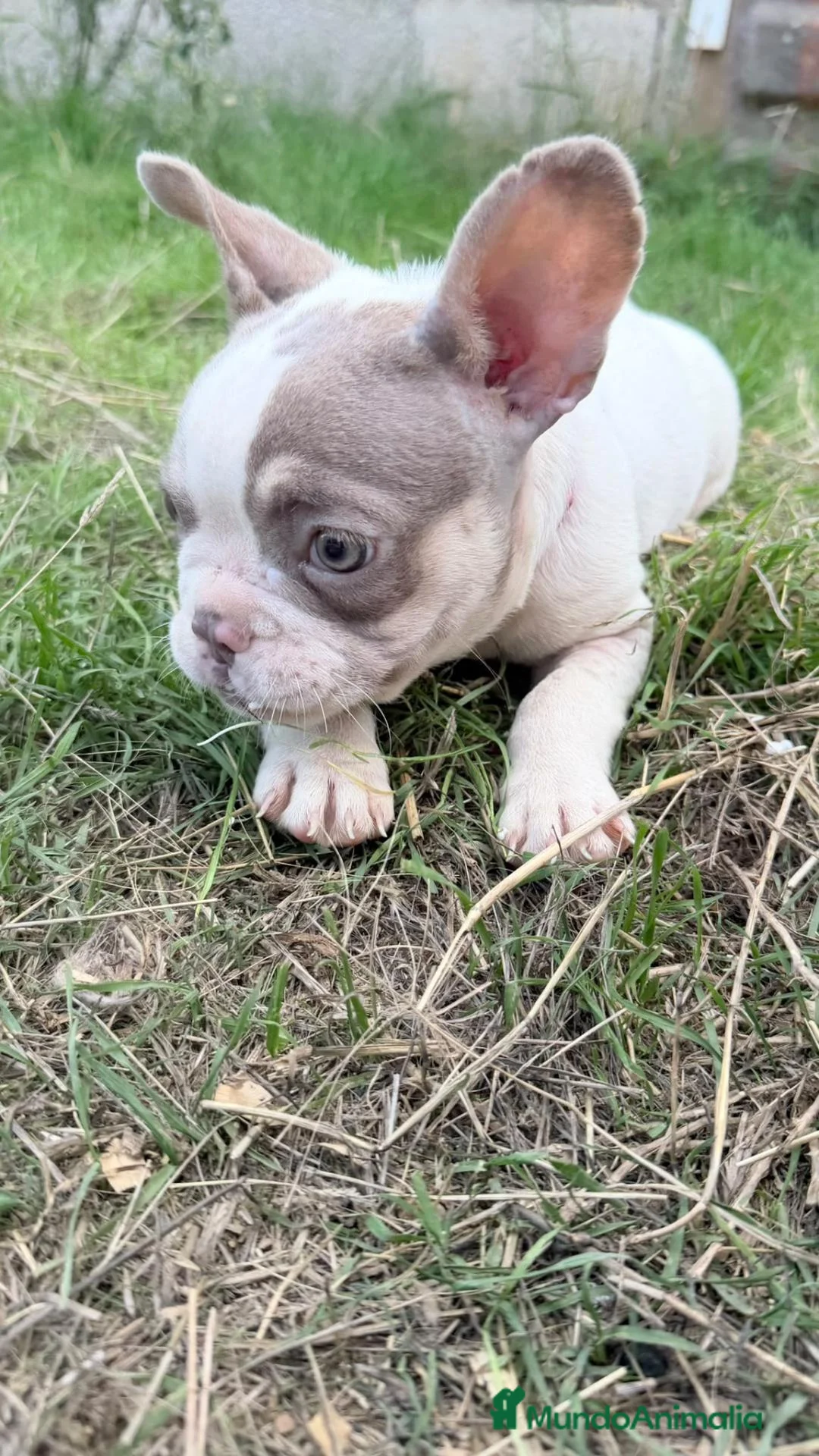 Bulldog Francés perros en venta: Bulldog frances  - Anuncio 2