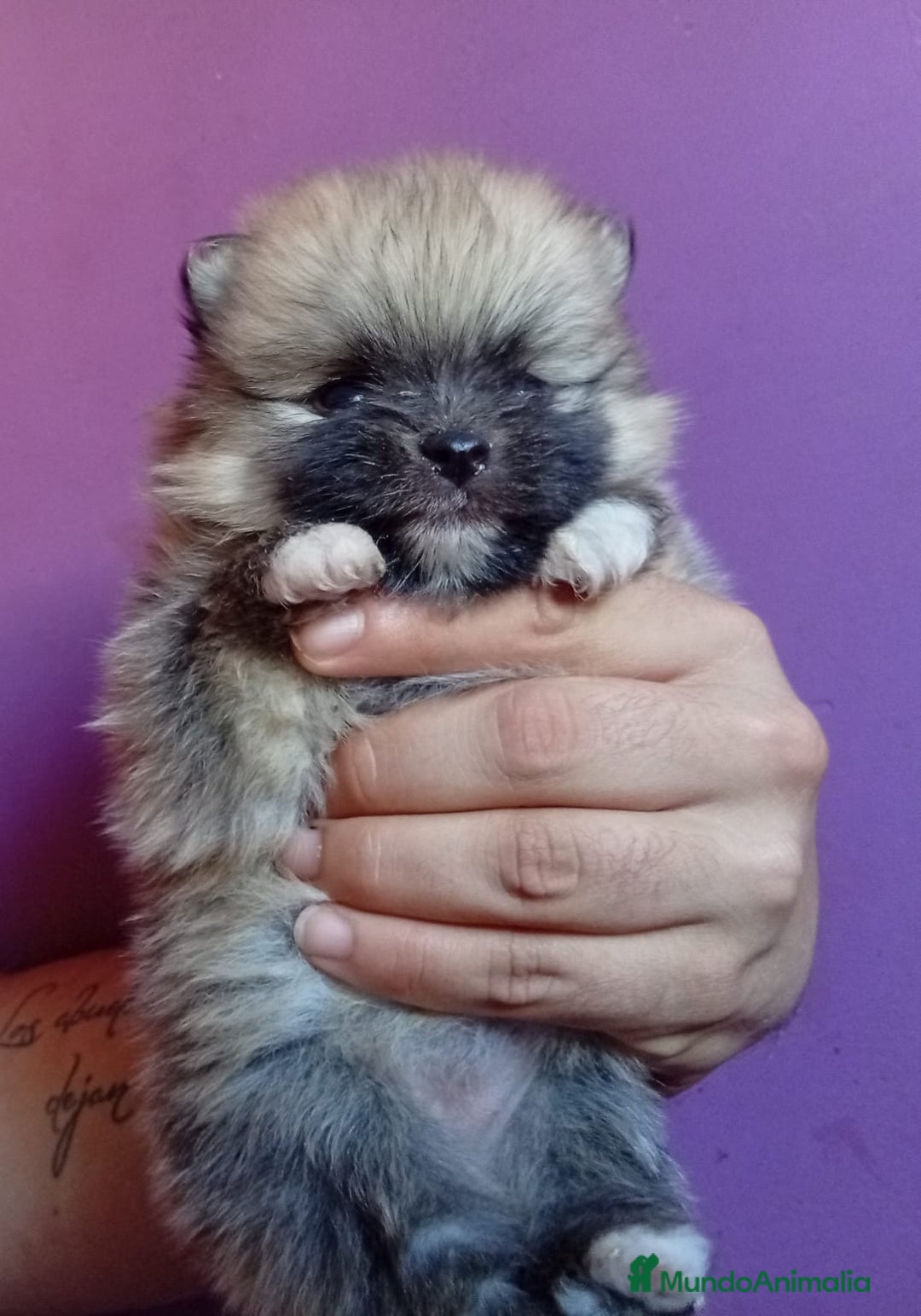 Pomerania perros en venta: Pomerania  - Imagen 6