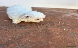 Bichón Maltés perros en venta: Bichon maltés toy  - Imagen 5