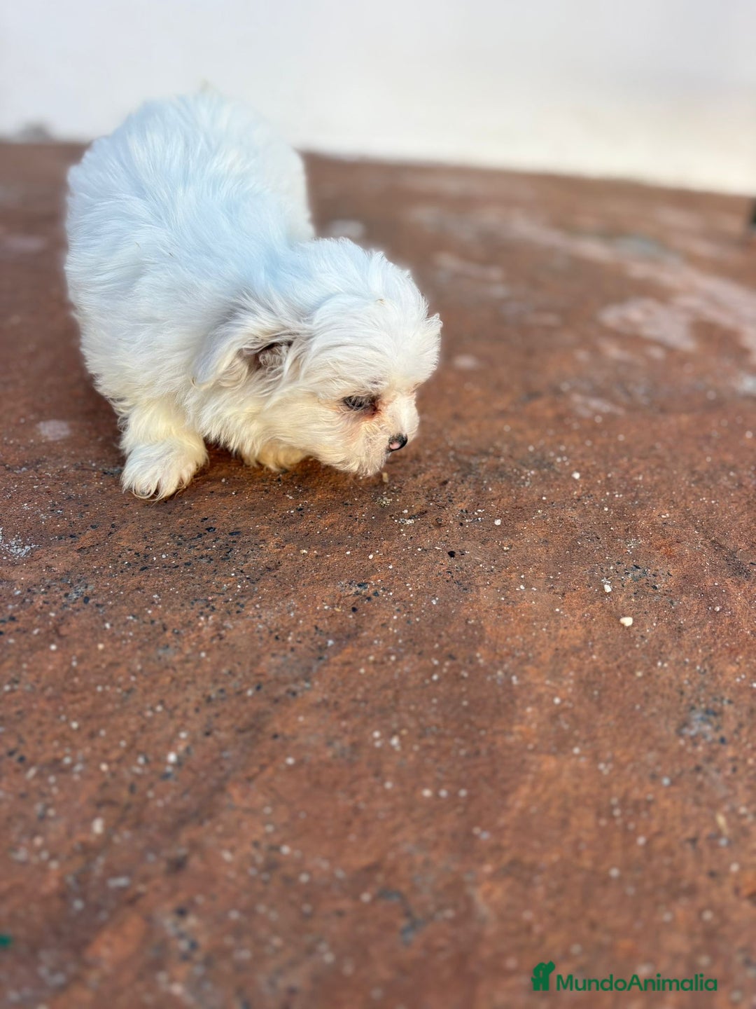 Bichón Maltés perros en venta: Bichon maltés toy  - Imagen 5