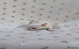 Chihuahua perros en venta: Chihuahua Macho y Hembra  - Imagen 3