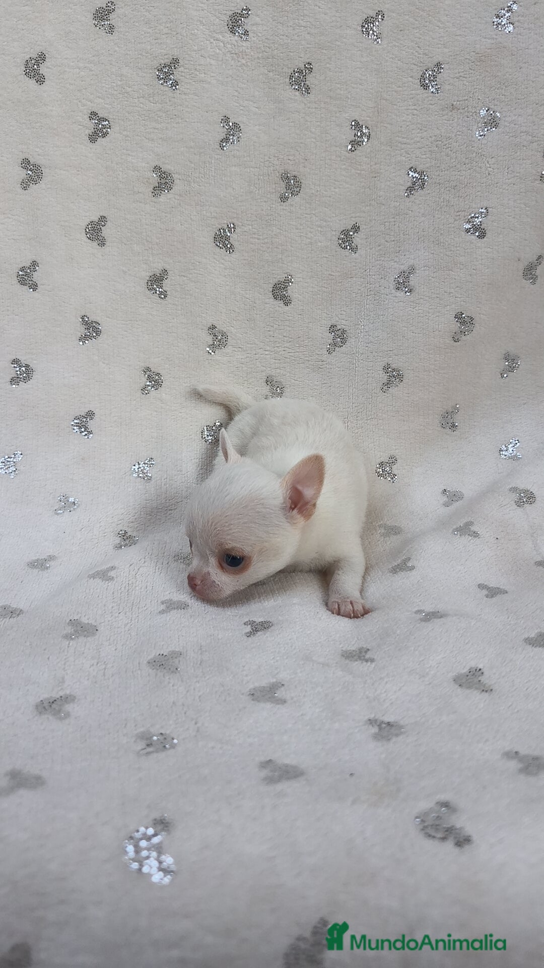 Chihuahua perros en venta: Chihuahua Macho y Hembra  - Imagen 3