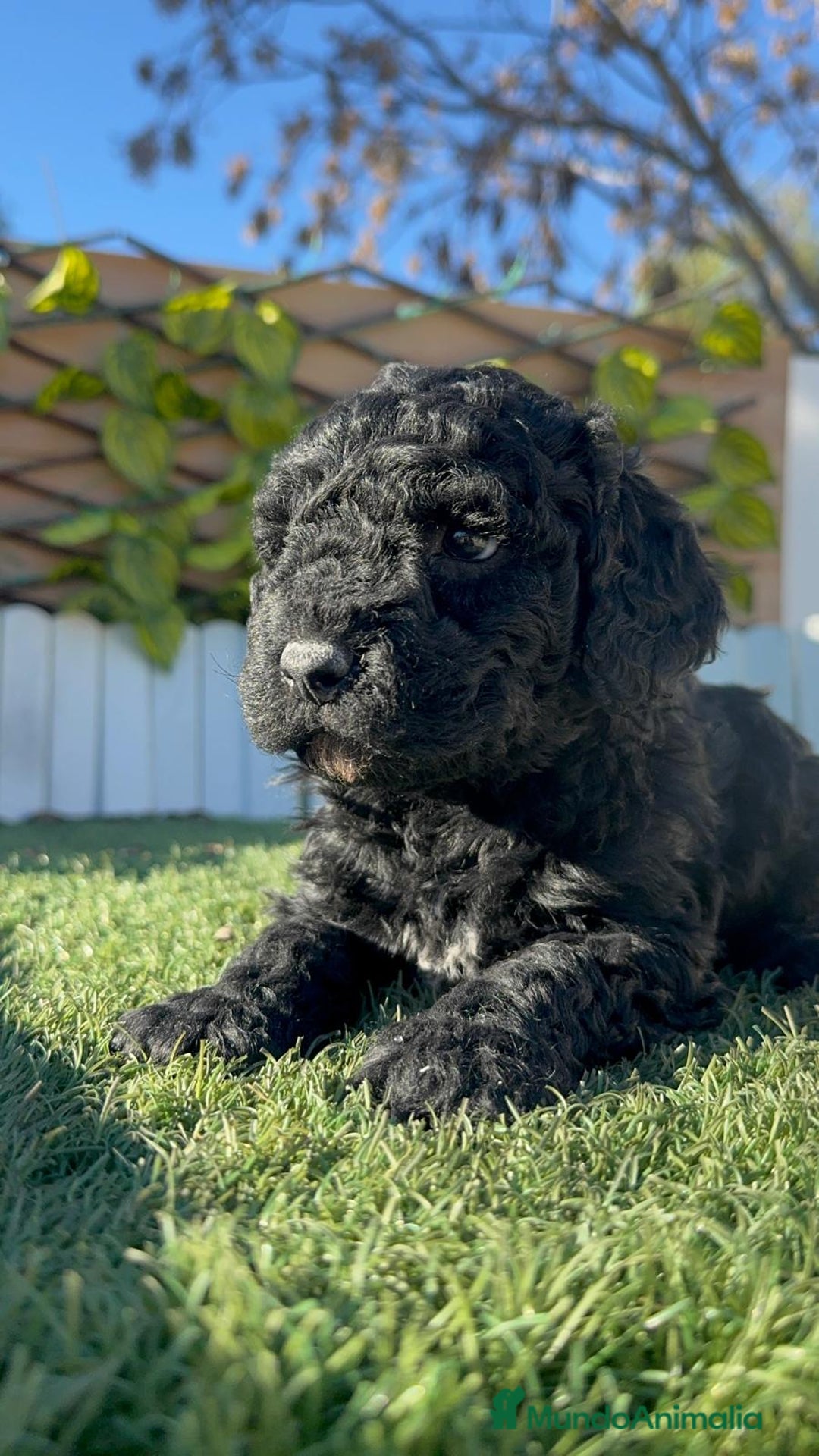 Perro de Agua Español perros en venta: PERRO DE AGUA ESPAÑOL HEMBRA - Anuncio 9