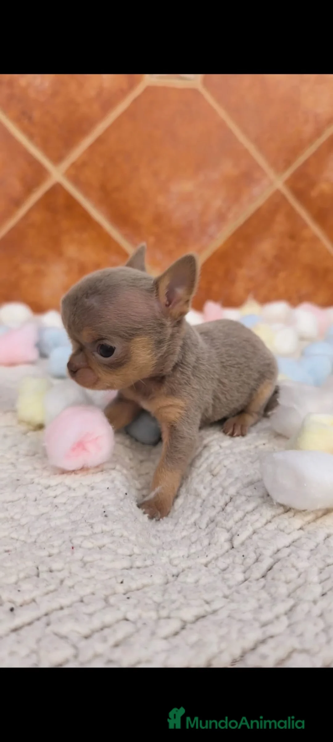 Chihuahua perros en venta: Chihuahua lila  - Anuncio 2