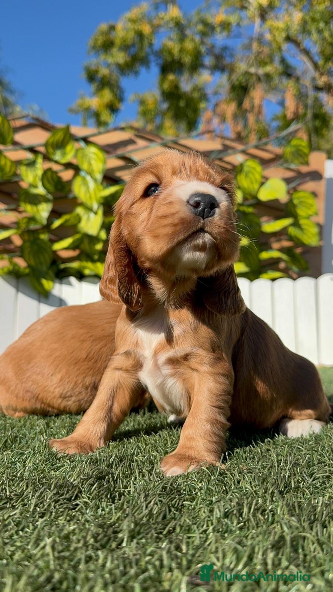 Cocker Spaniel Inglés perros en venta: COCKER SPANIEL INGLES - Anuncio 7