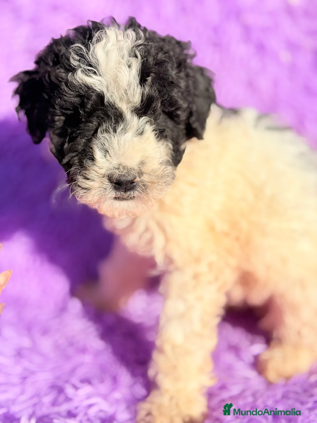 Perro de Agua Español perros en venta: Pdae blanco   y negro - Anuncio 7