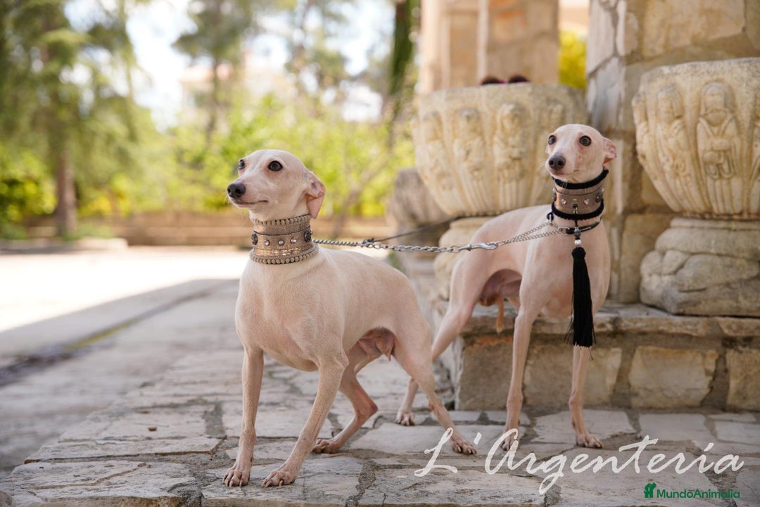 Pequeño Lebrel Italiano perros en venta: camada de piccolo lebrel italiano  - Imagen 7