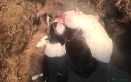 Maltipoo perros en venta: CACHORRAS MALTIPOO - Imagen 1