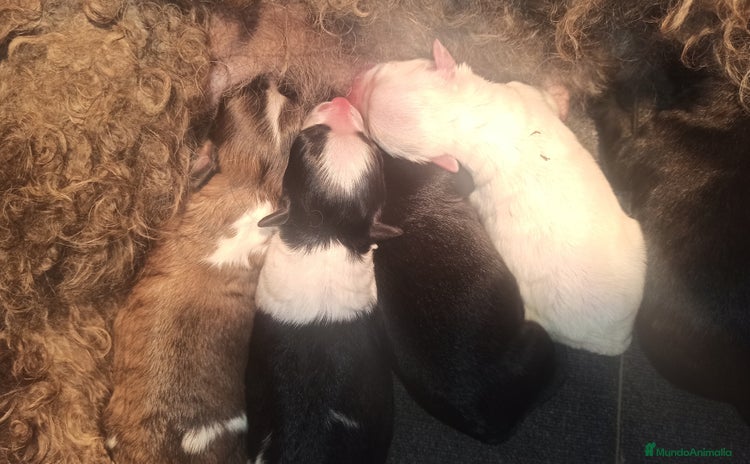 Maltipoo perros - Anuncio 1