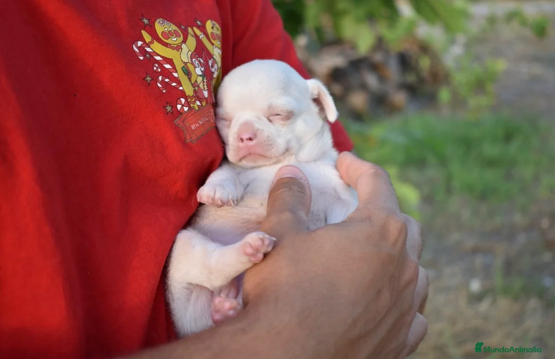 Chihuahua perros en venta: CHIHUAHUA  en Madrid - Anuncio 5