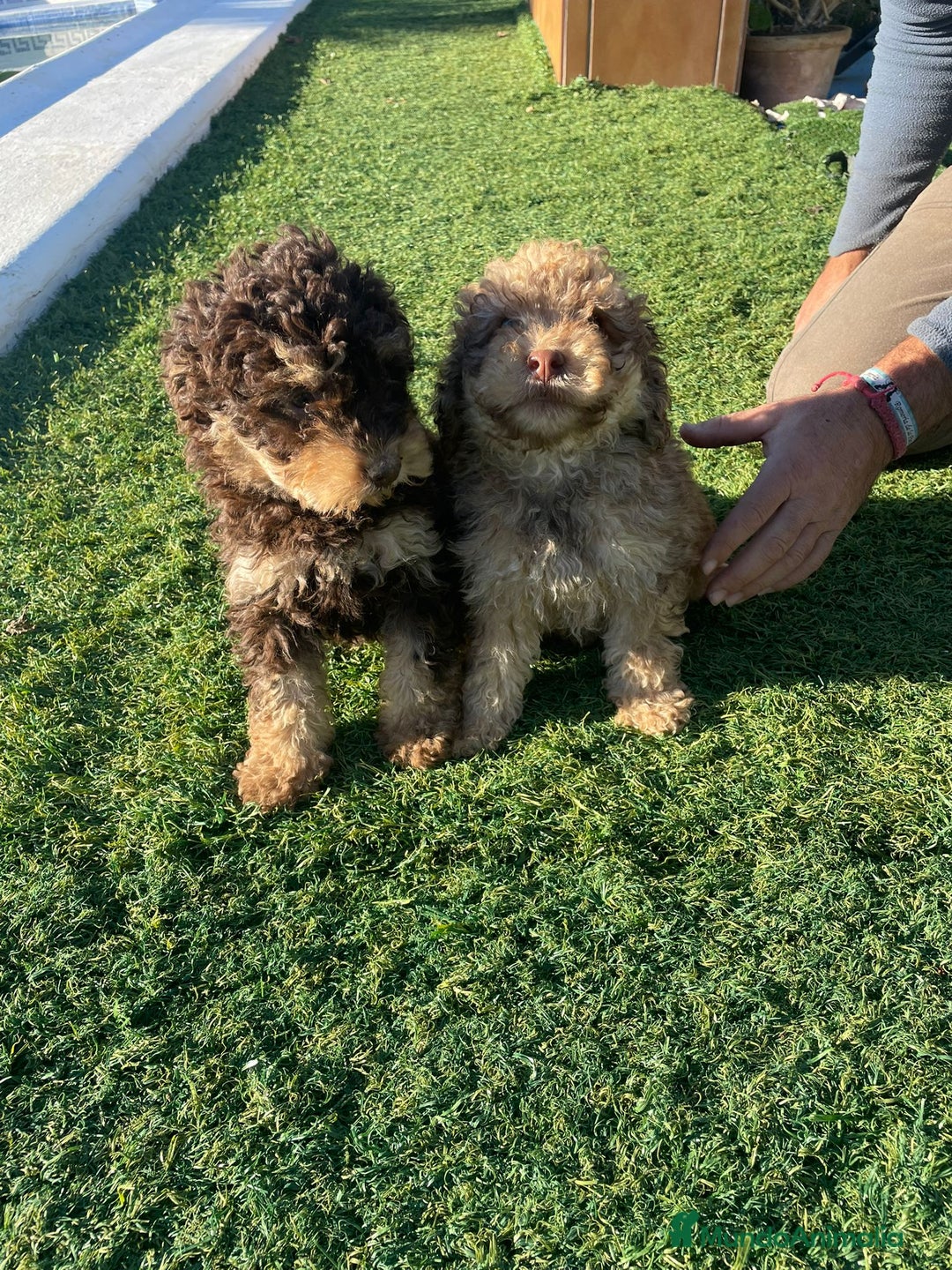 Perro de Agua Español perros en venta: Perro de agua  - Anuncio 1