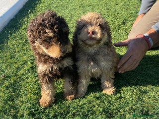 Perro de Agua Español perros Perro de agua - Anuncio 1