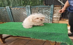 Maltipoo perros en venta: Maltipoo - Imagen 6