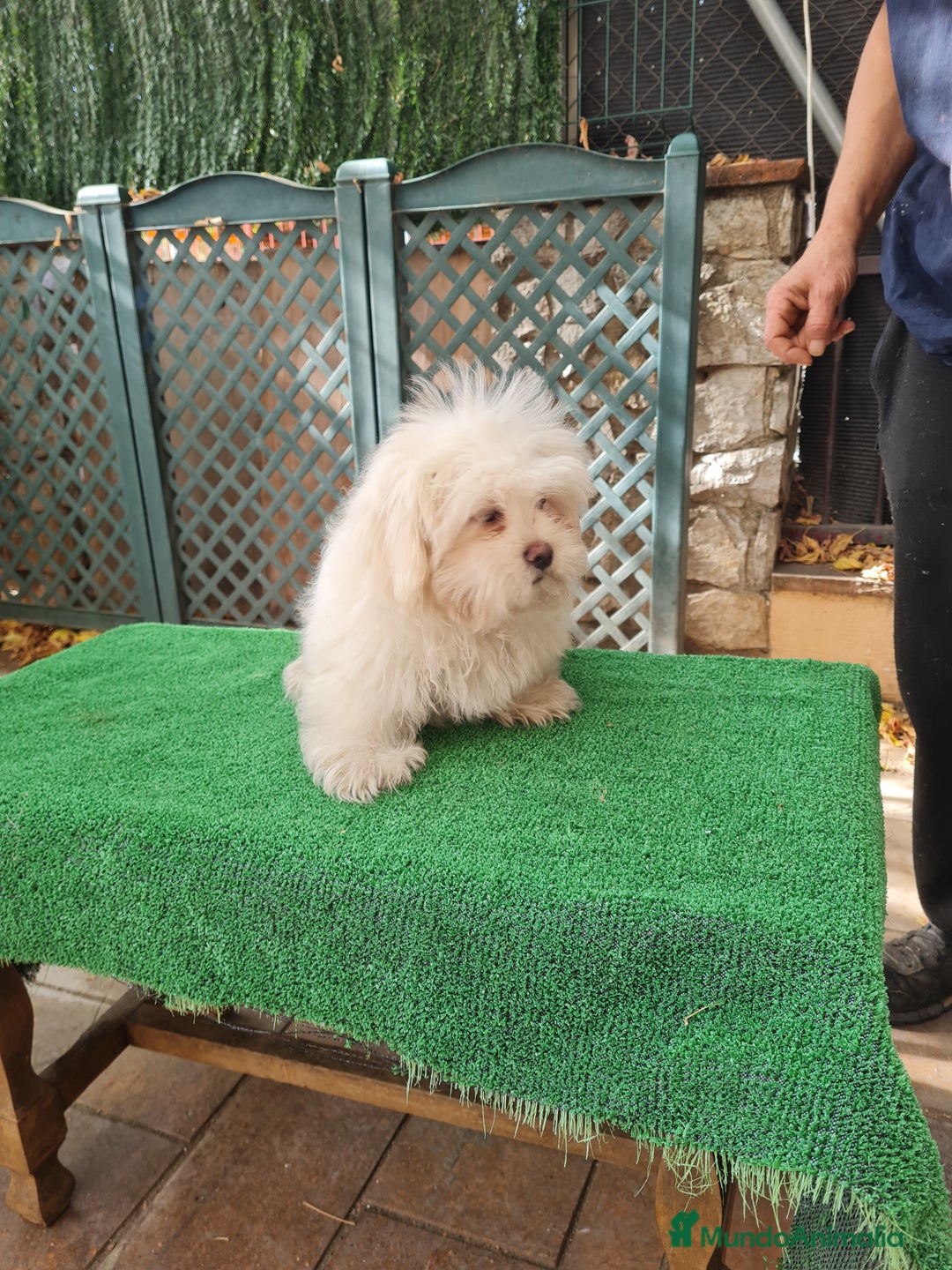 Maltipoo perros en venta: Maltipoo - Imagen 6