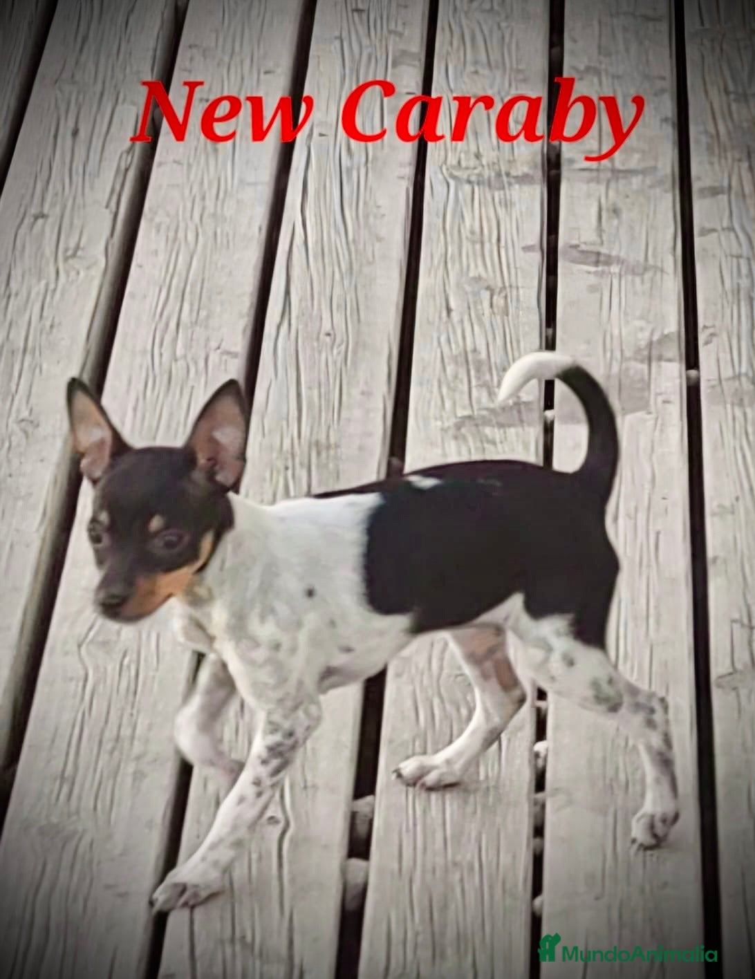 Gos Rater Valencià perros Gos Rater valencia en caraby  - Anuncio 1