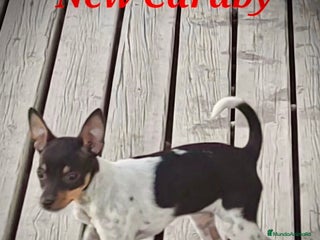 Gos Rater Valencià perros Gos Rater valencia en caraby - Anuncio 14