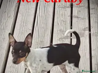 Gos Rater Valencià perros Gos Rater valencia en caraby - Anuncio 2