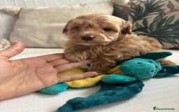 Maltipoo perros en venta: Maltipoo para reservar para Diciembre  - Imagen 11