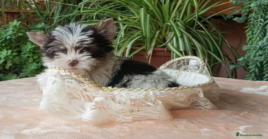 Yorkshire Terrier perros - Anuncio 4