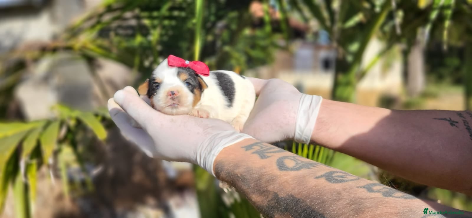 Biewer Yorkshire Terrier a la Pom Pon perros Yorkshires biewer preciosos!! - Anuncio 1