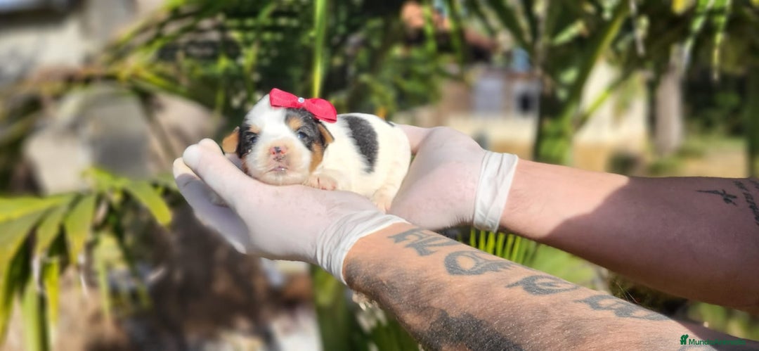 Biewer Yorkshire Terrier a la Pom Pon perros en venta: Yorkshires biewer preciosos!! - Anuncio 1