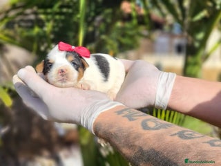 Biewer Yorkshire Terrier a la Pom Pon perros Yorkshires biewer preciosos!! - Anuncio 1