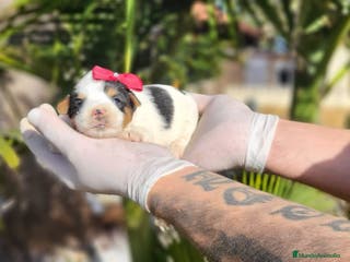 Biewer Yorkshire Terrier a la Pom Pon perros Yorkshires biewer preciosos!! - Anuncio 7