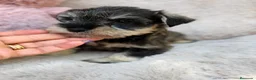 Schnauzer Miniatura perros en venta: SCHNAUZER MINIATURA SAL Y PIMIENTA  - Anuncio 4