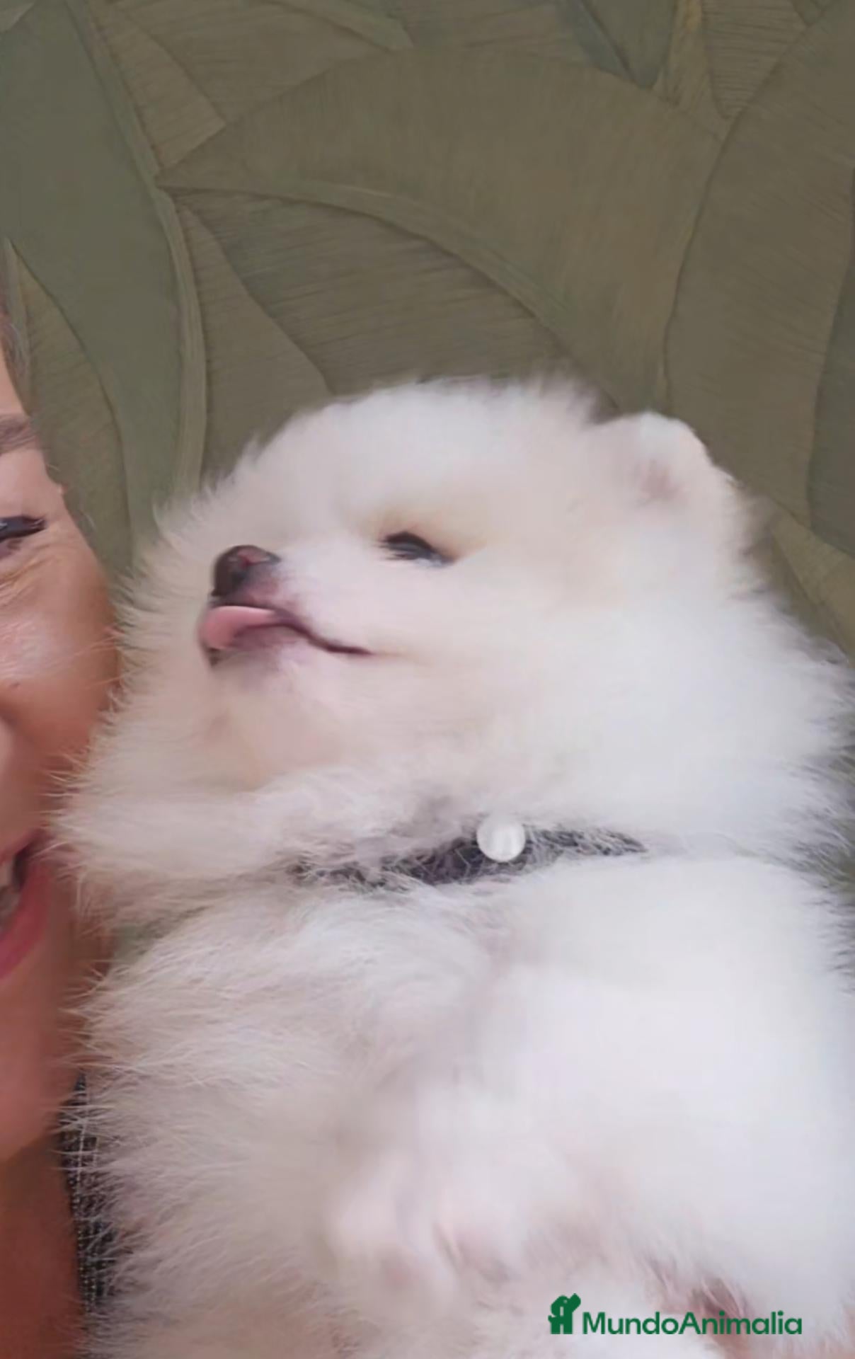 Pomerania perros Precioso Pomerania blanco parti merle fantasma  - Anuncio 1