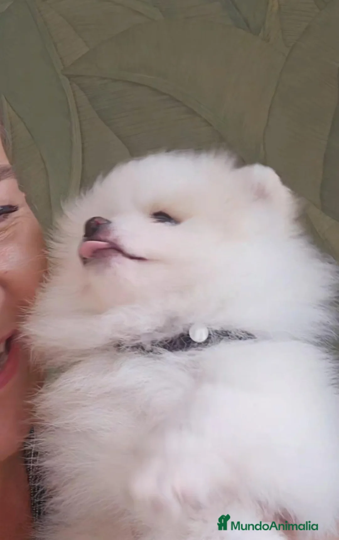 Pomerania perros en venta: Precioso Pomerania blanco parti merle fantasma  - Anuncio 1