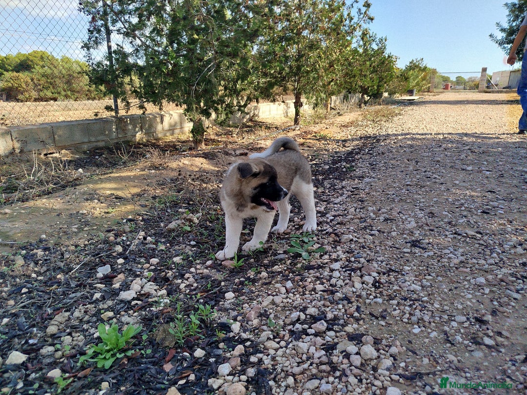 Akita Americano perros en venta: Akita americano hembra  en Alicante - Imagen 1