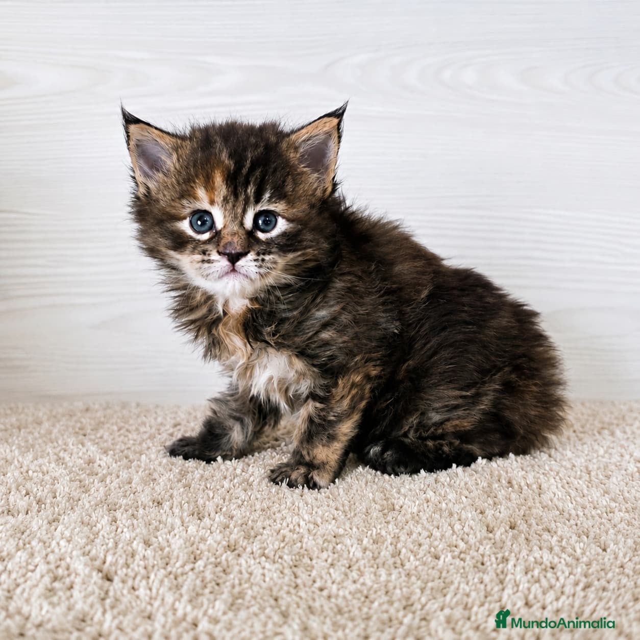 Maine Coon gatos Gatitas maine coon  - Anuncio 13