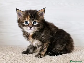Maine Coon gatos Gatitas maine coon - Anuncio 13