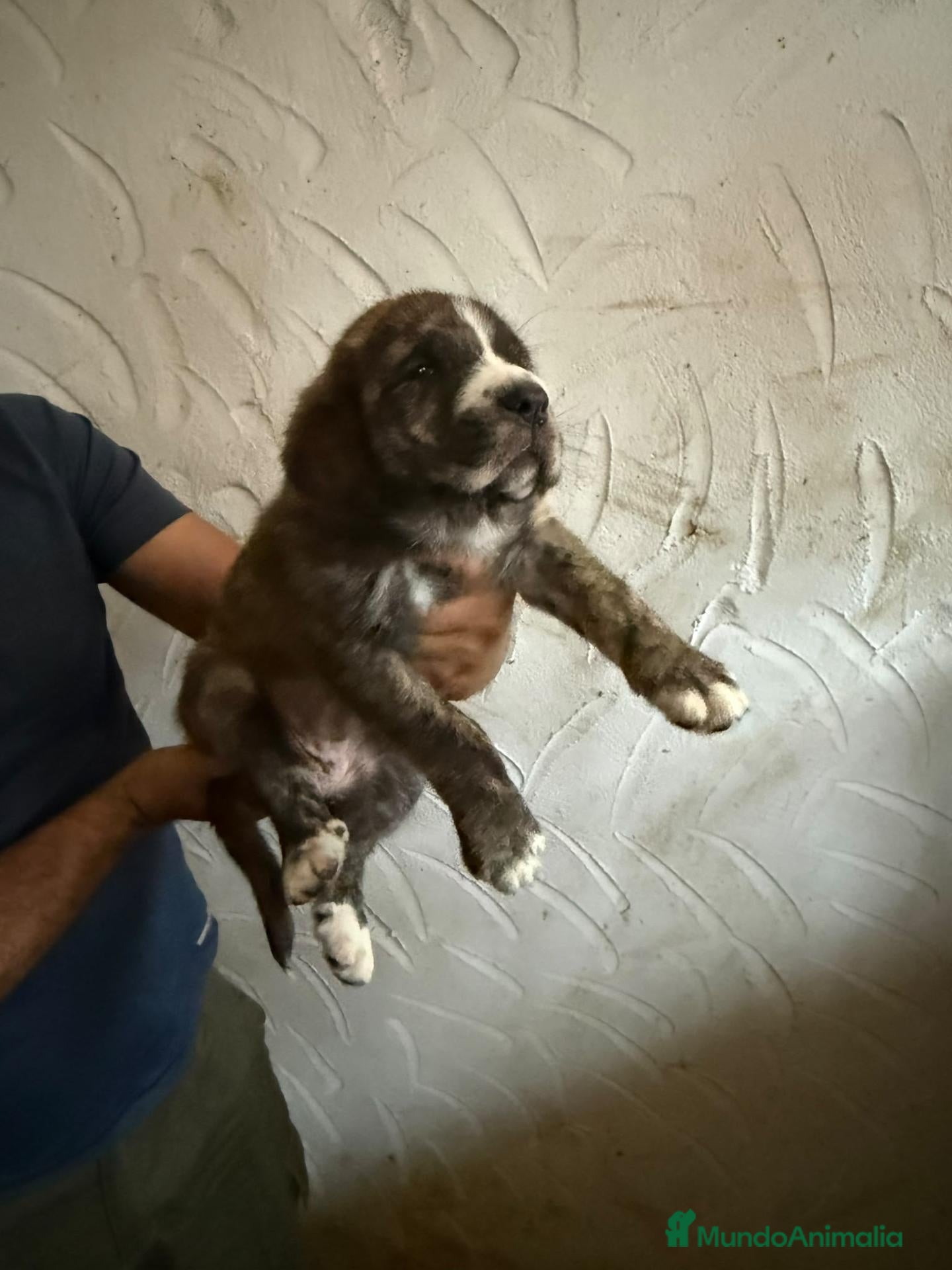 Mastín Español perros en venta: Mastín español - Anuncio 1