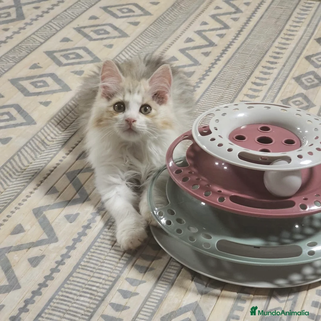 Kurilean Bobtail de Pelo Largo gatos en venta: Kurilian Bobtail  - Anuncio 2